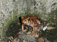 Duttaphrynus melanostictus