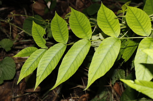 Juglans jamaicensis, photograph 1