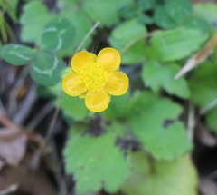 Ranunculus lanuginosus