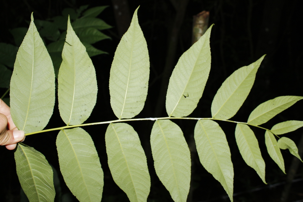 Juglans jamaicensis; photograph (c) J. L. Gómez-Hechavarría, some rights reserved (CC BY)