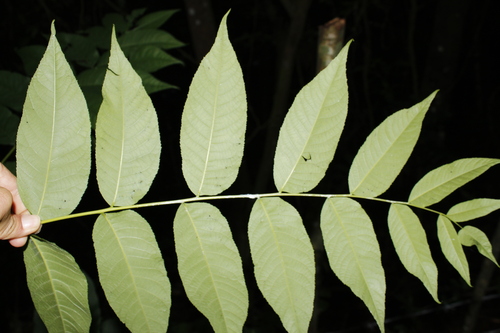Juglans jamaicensis