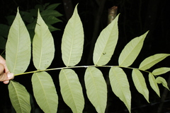 Juglans jamaicensis