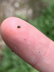 Pyrgulopsis