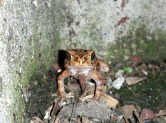 Duttaphrynus melanostictus