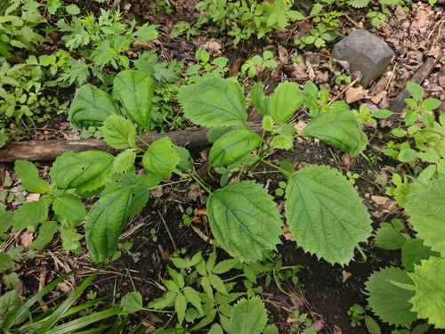 Boehmeria robusta iNat (1)