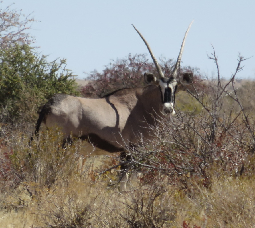 Órix del Cabo (Oryx gazella)