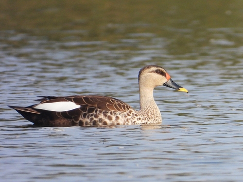 iNaturalist image