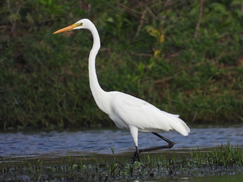 iNaturalist image