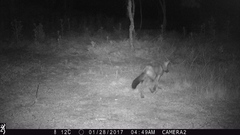 Lycalopex gymnocercus