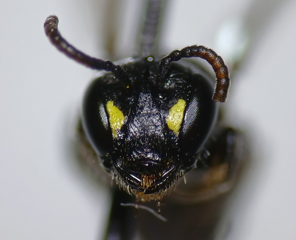 Broad-faced Masked Bee