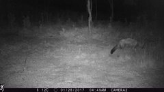 Lycalopex gymnocercus