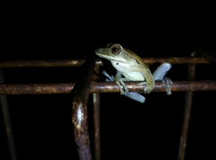 Polypedates leucomystax