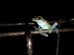 Polypedates leucomystax