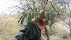 Senegalia bonariensis