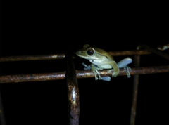 Polypedates leucomystax