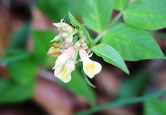 Vicia oroboides