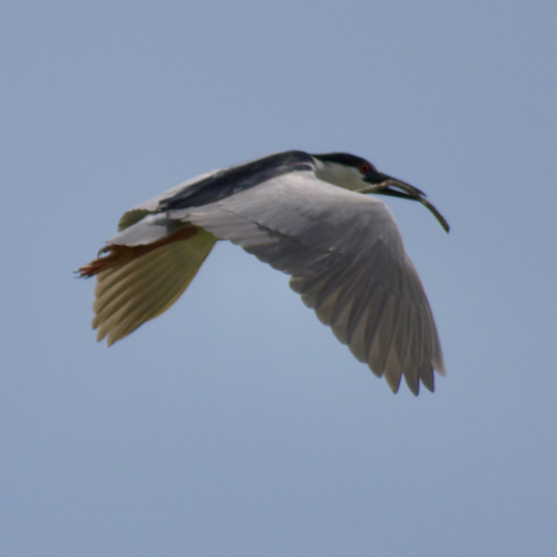 iNaturalist image