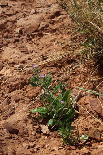 Strigosella africana, photograph 6