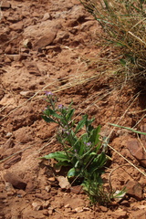 Strigosella africana, photograph (c) Austin Saunders, some rights reserved (CC BY)