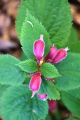 Lamium orvala