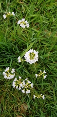 Cardamine pratensis