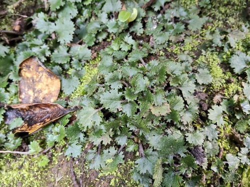 Gunnera monoica (Gunnera monoica)