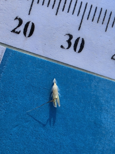Rytidosperma racemosum var. obtusatum