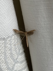 Stenoptilia