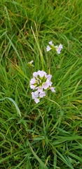 Cardamine pratensis