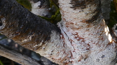 Lepidothamnus intermedius