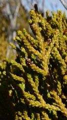 Lepidothamnus intermedius