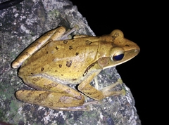 Polypedates leucomystax