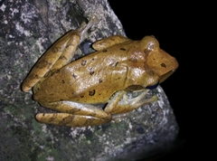 Polypedates leucomystax