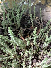 Crassula lanceolata