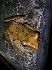 Polypedates leucomystax