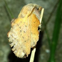 Phyllodesma tremulifolia