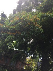 Pterocarpus indicus