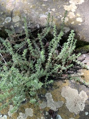 Crassula lanceolata