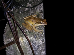 Polypedates leucomystax