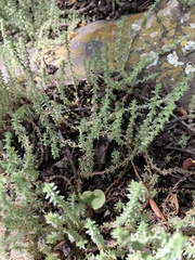 Crassula lanceolata