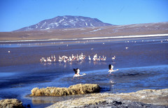 Phoenicoparrus jamesi