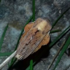 Phyllodesma tremulifolia