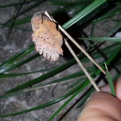 Phyllodesma tremulifolia