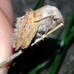 Phyllodesma tremulifolia