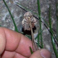Phyllodesma tremulifolia