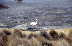 Phoenicoparrus jamesi