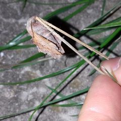 Phyllodesma tremulifolia