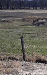 Falco sparverius