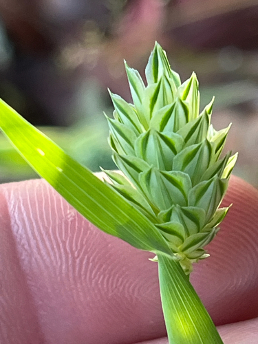 Phalaris canariensis iNat (1)