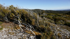 Lepidothamnus intermedius